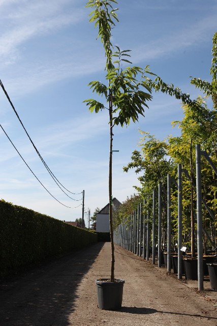 les fruitiers les petits fruits