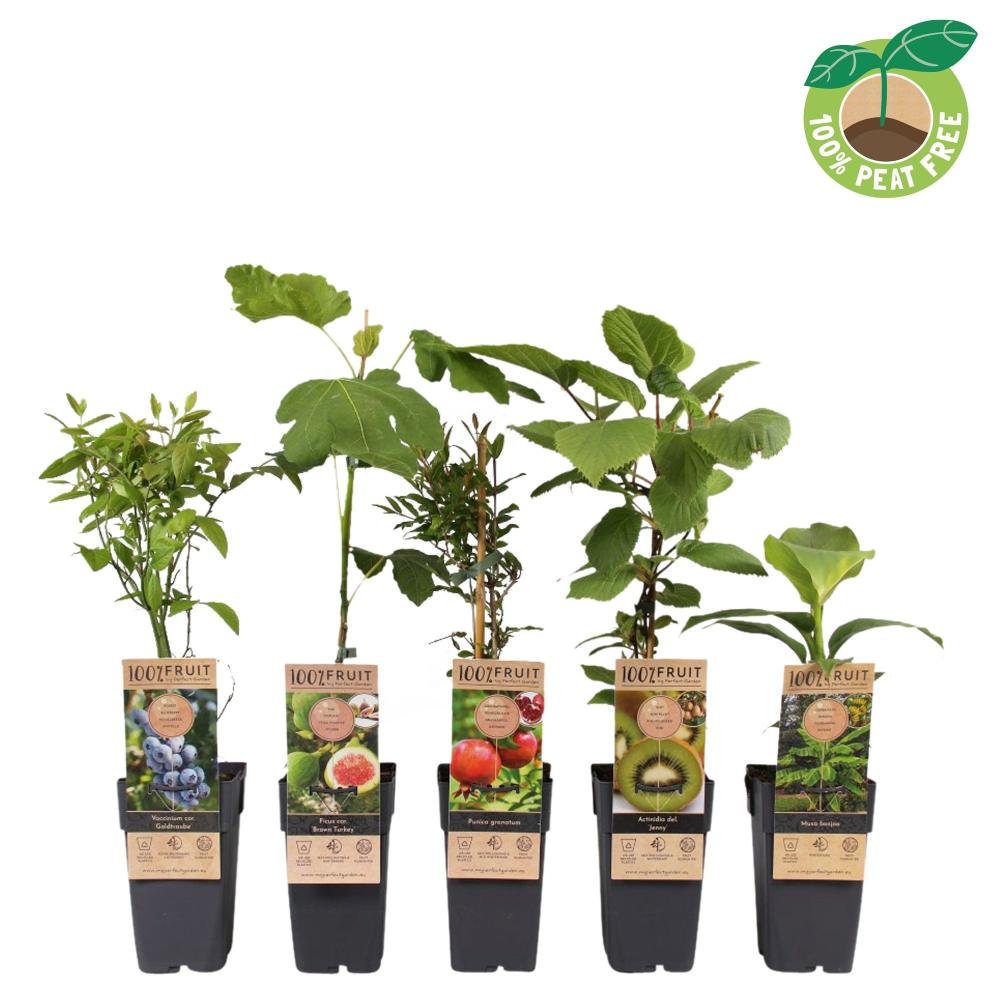 Fruitiers mix