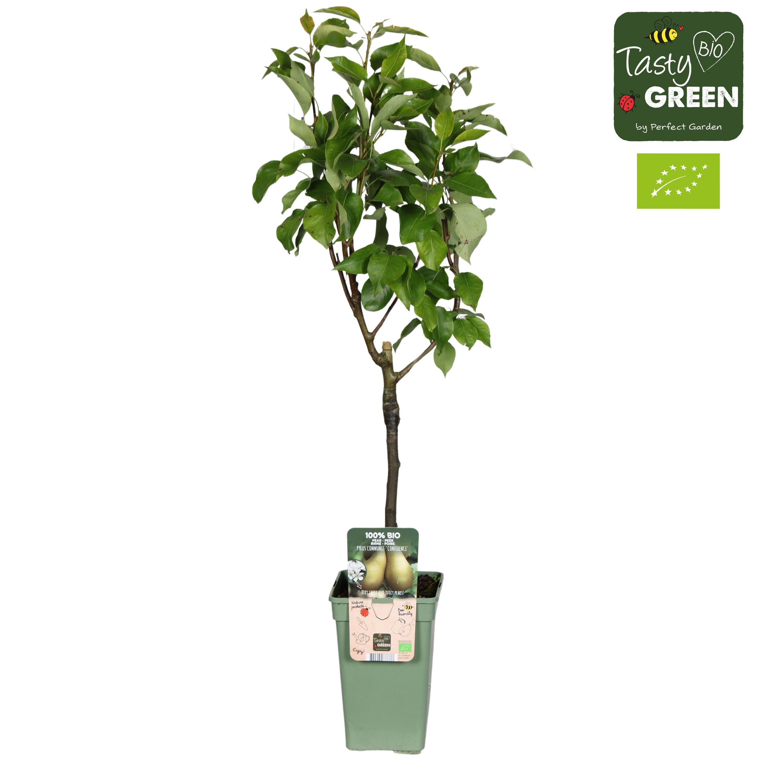 Pyrus