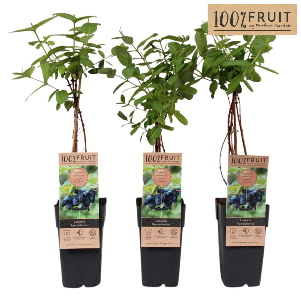 Lonicera