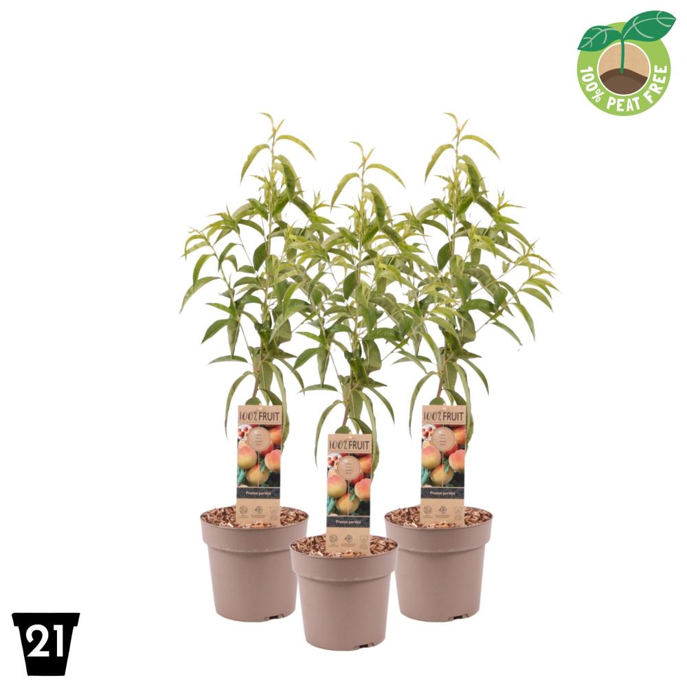 Prunus