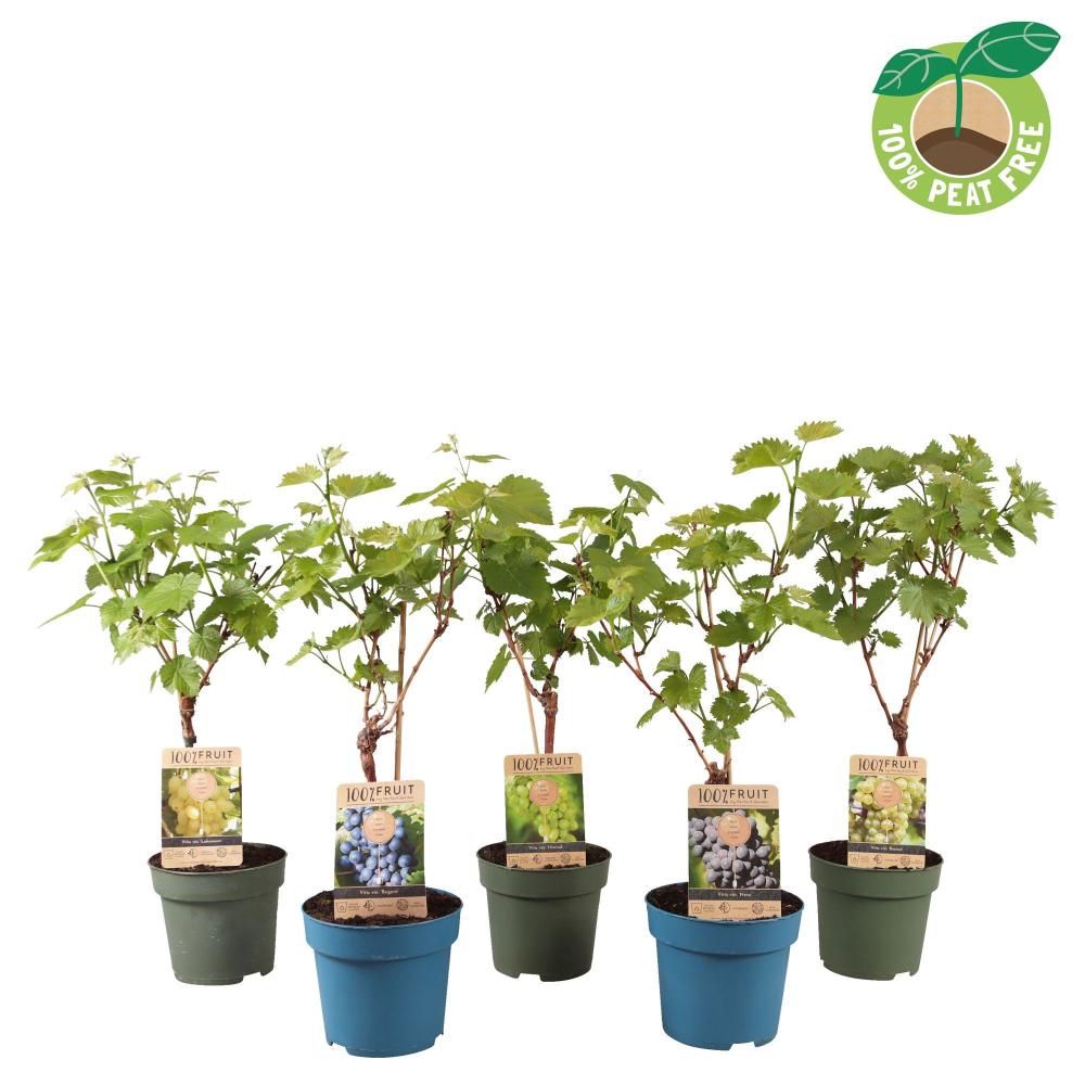 Vitis