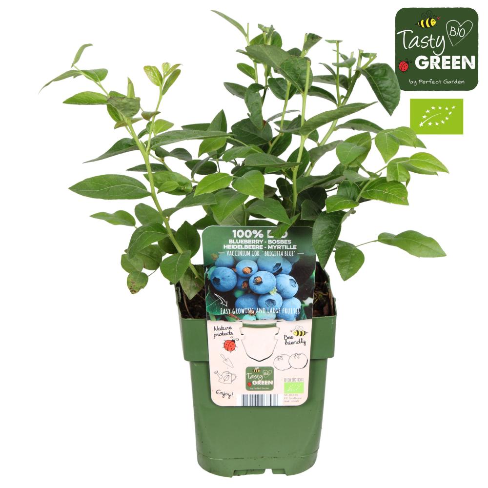 Vaccinium