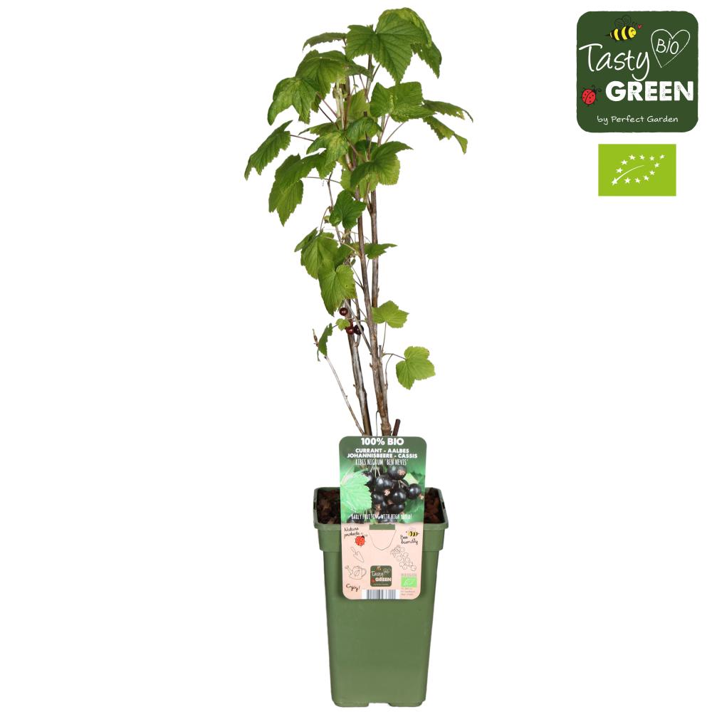 Ribes