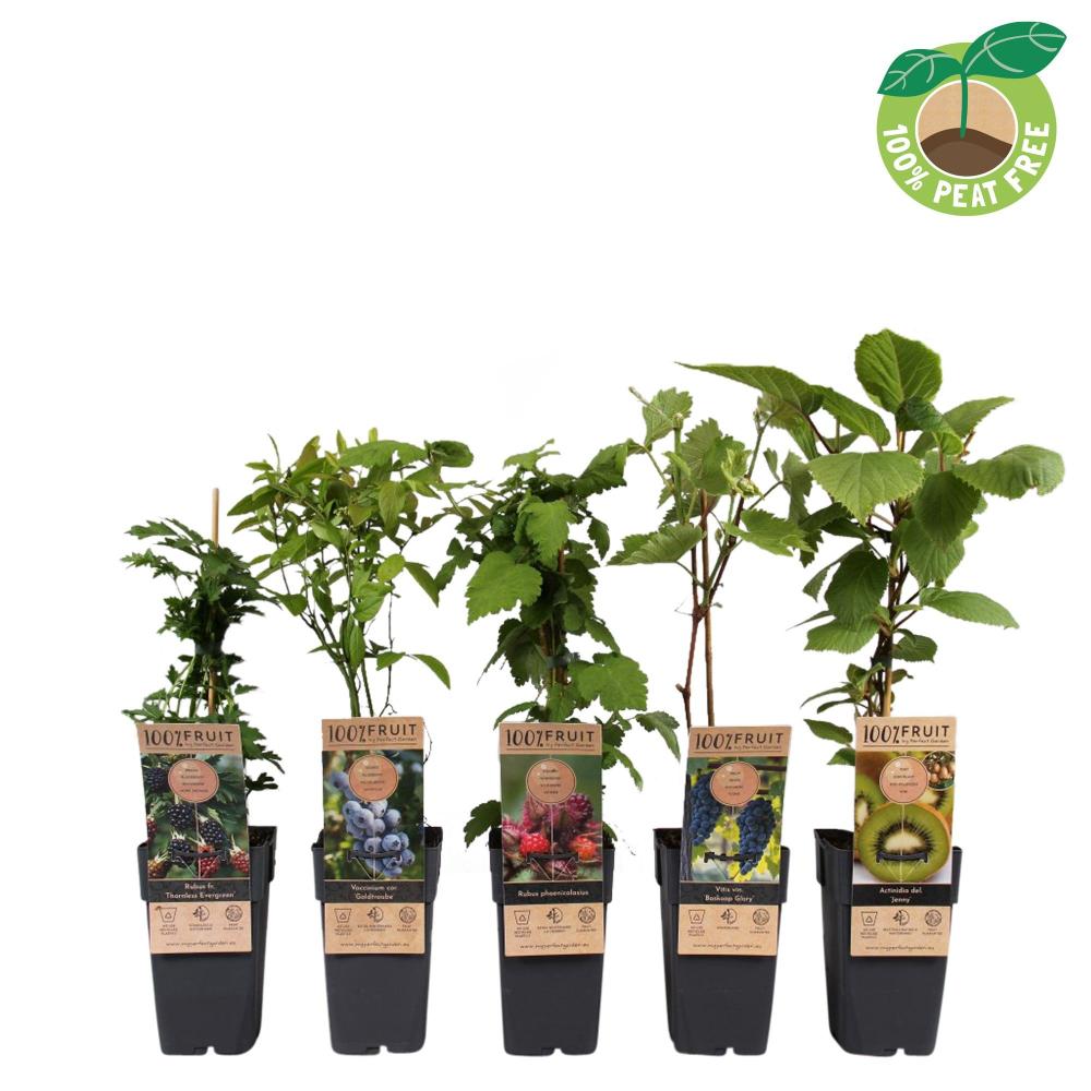 arbres/arbustes fruitiers
