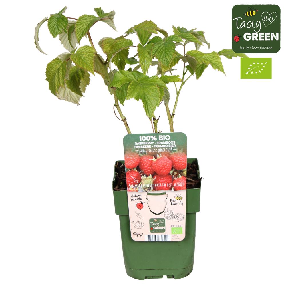 Rubus