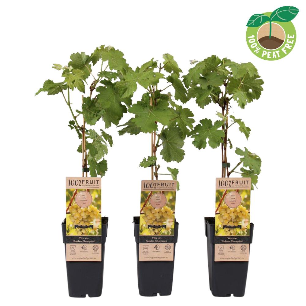 Vitis