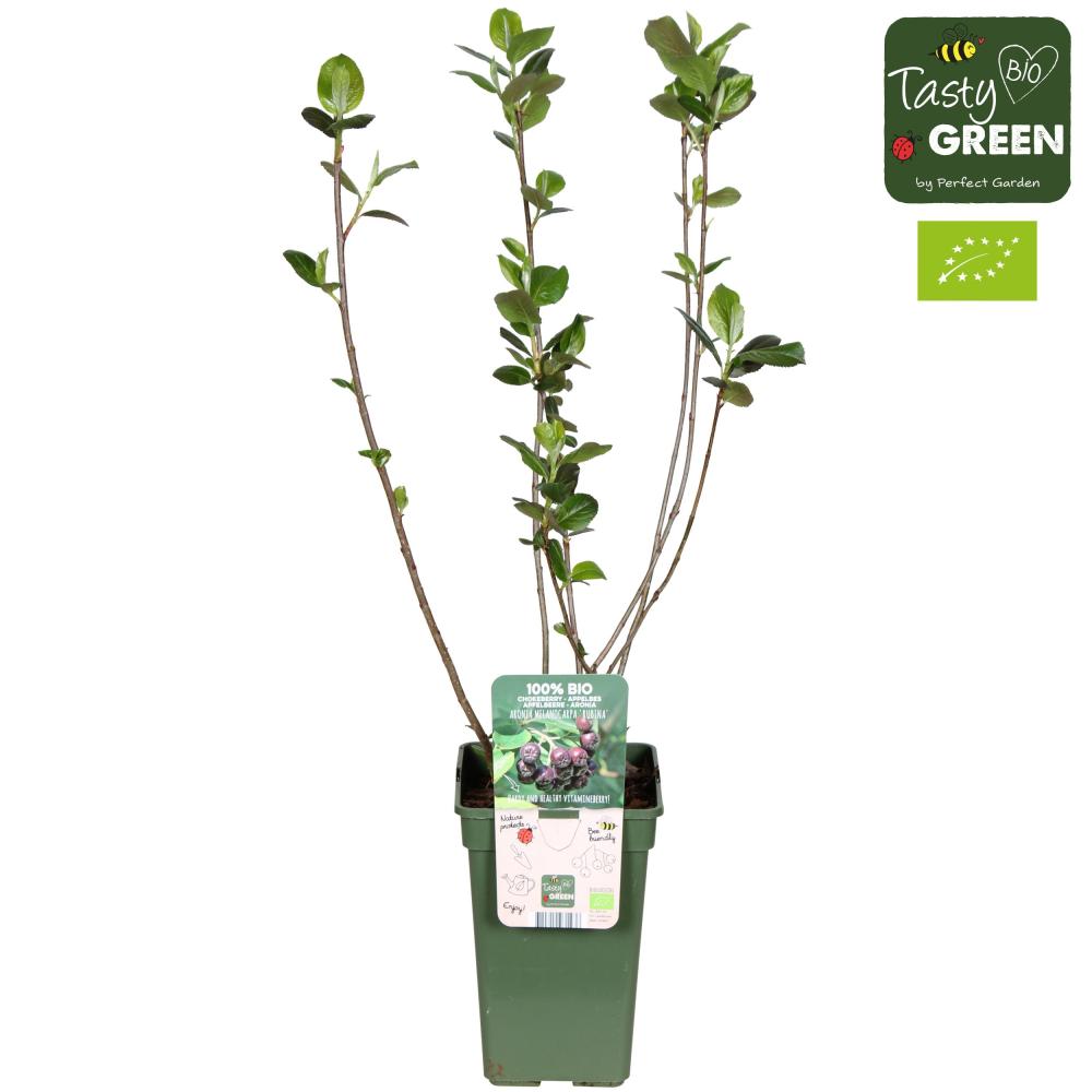 Aronia