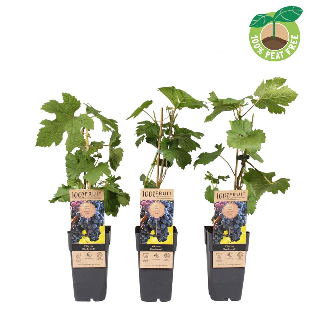 Vitis