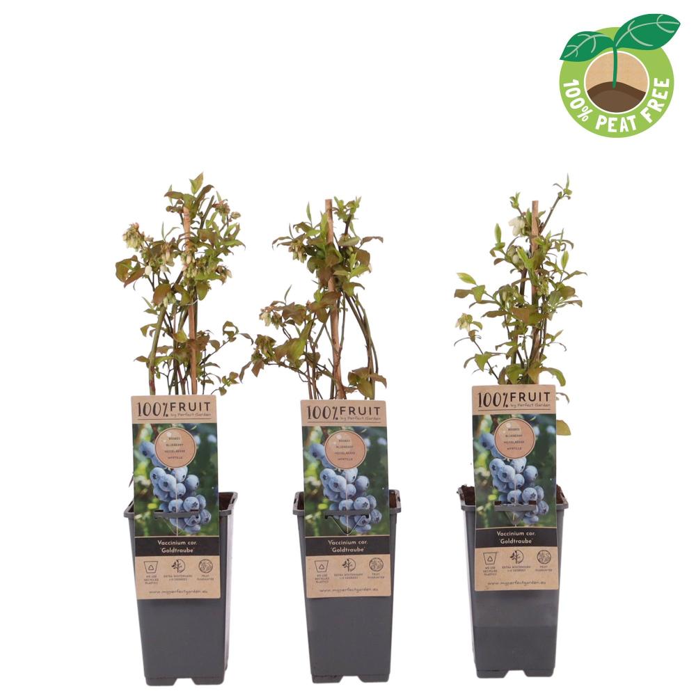 Vaccinium