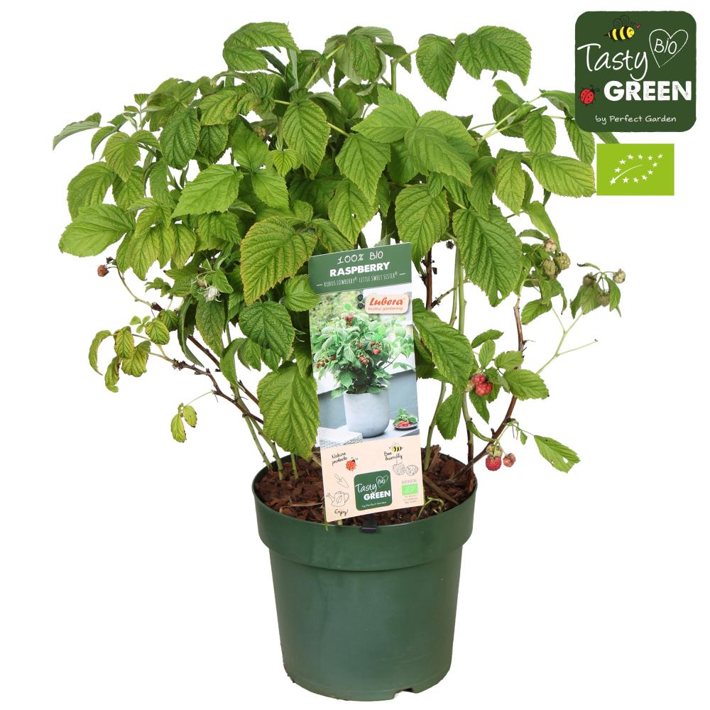 Rubus