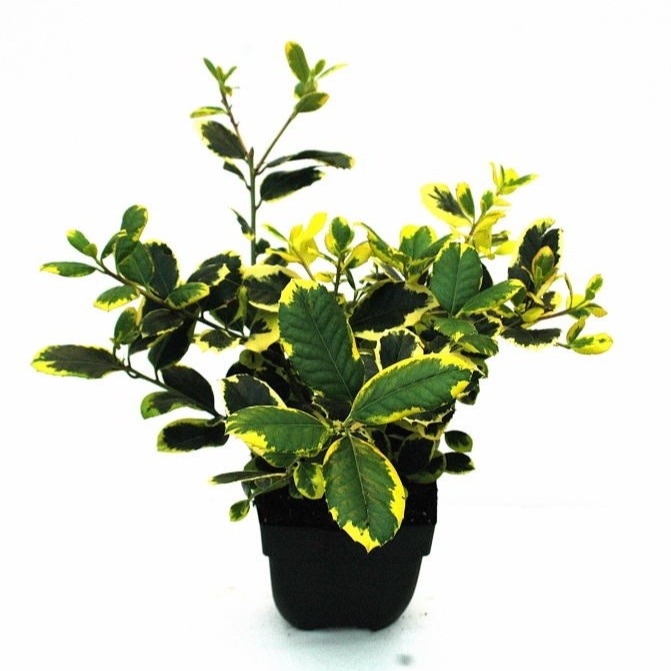 Ilex
