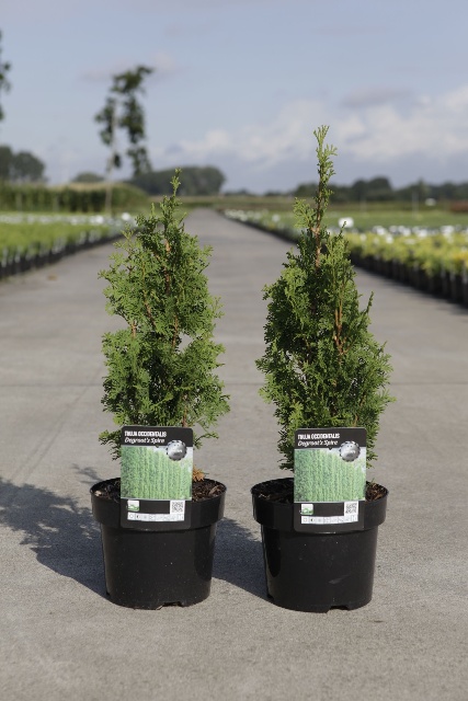 thuja