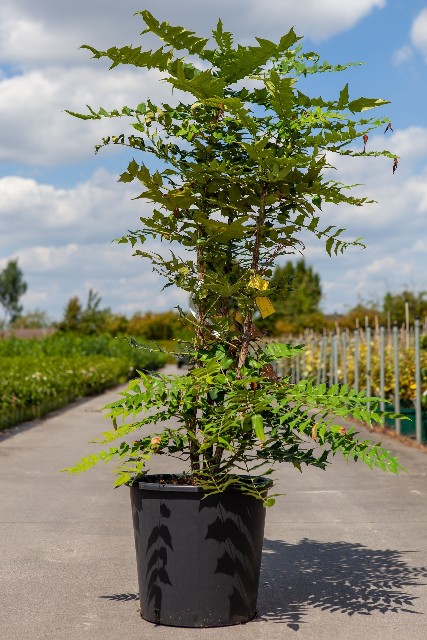 Mahonia