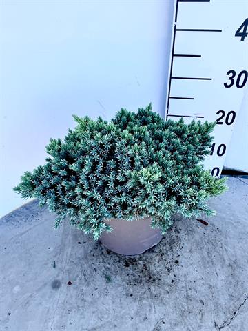 juniperus