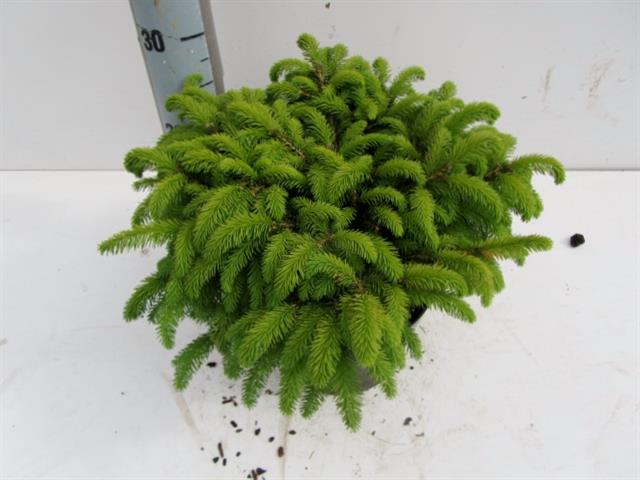 picea