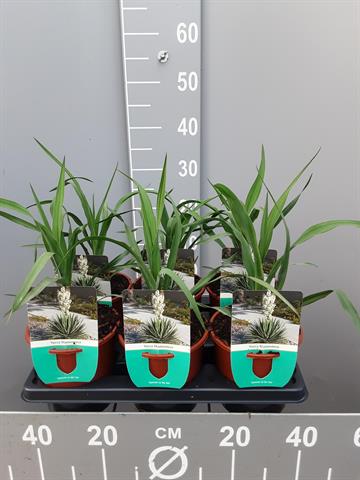 pépinière arbustes et arbres