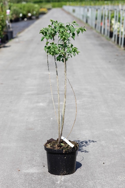 syringa