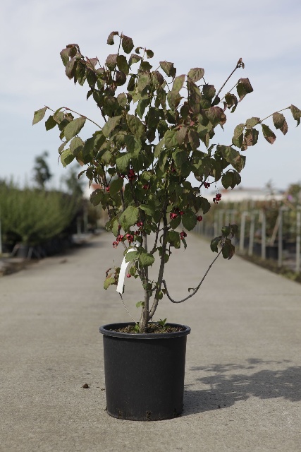 euonymus