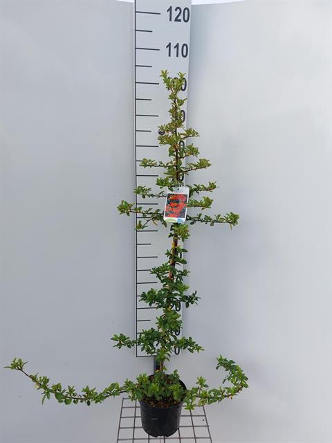pyracantha