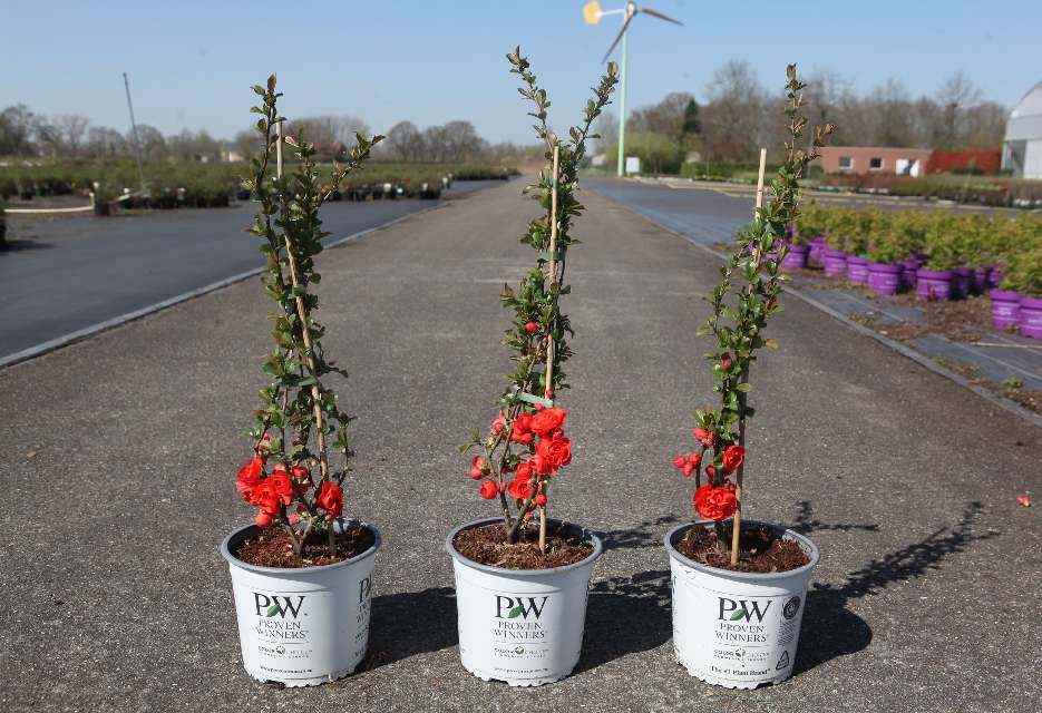 chaenomeles