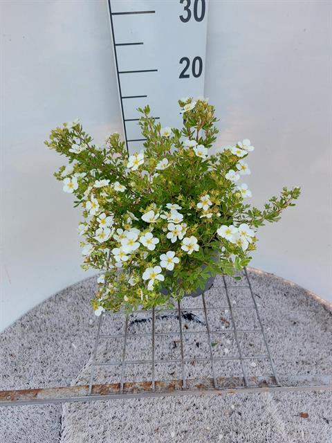 potentilla