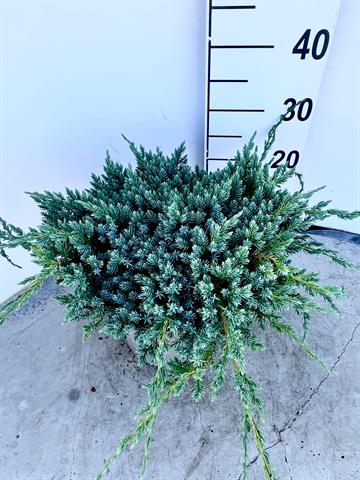 juniperus