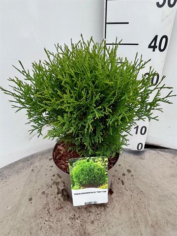 thuja