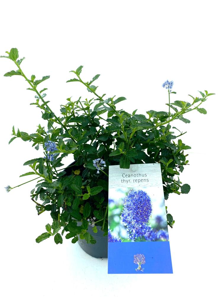 ceanothus