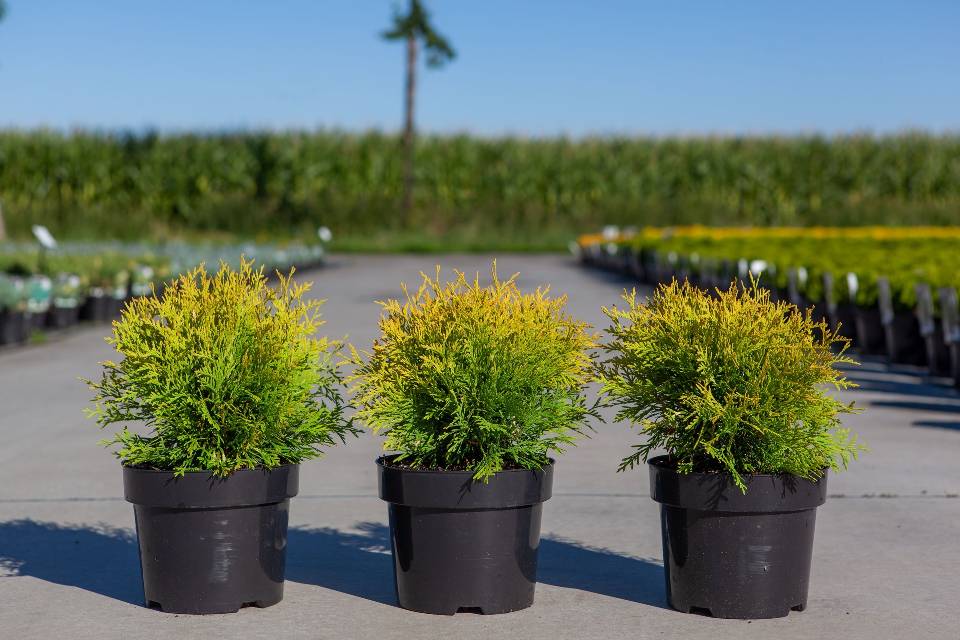thuja