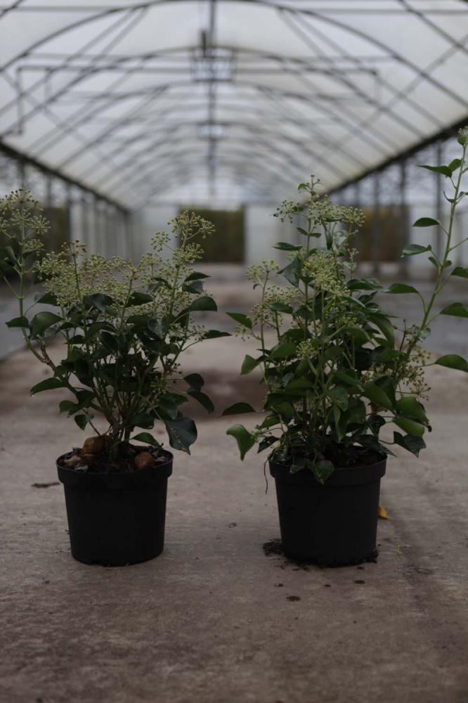 Hedera