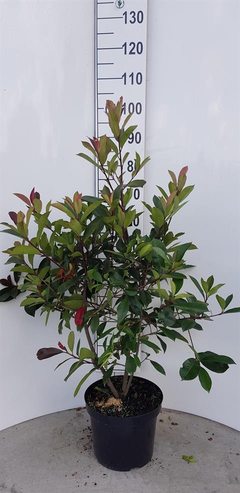 photinia