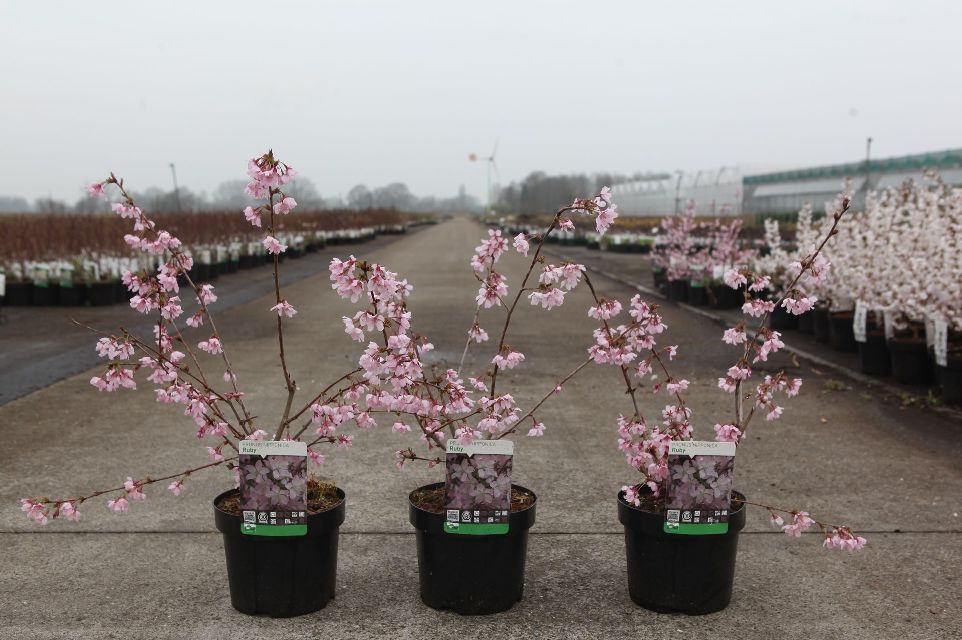 prunus
