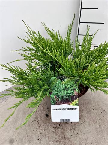 juniperus