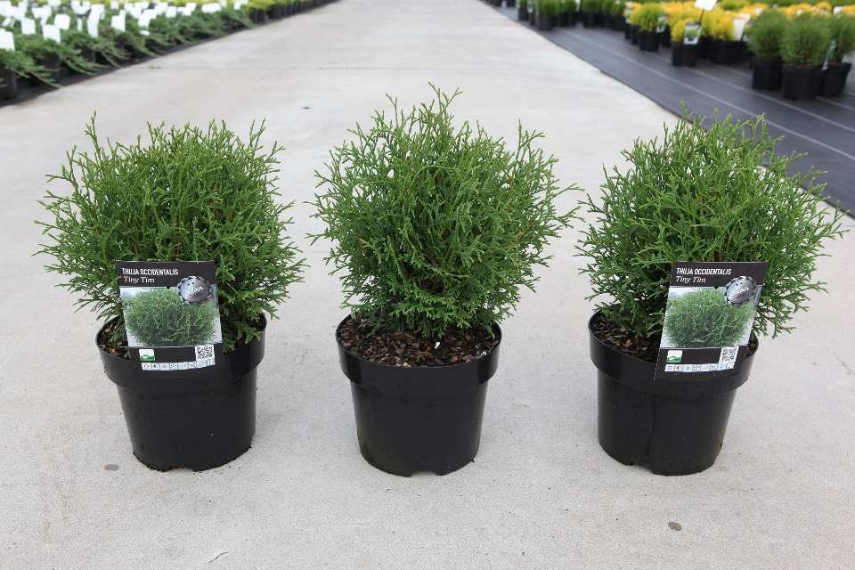 thuja