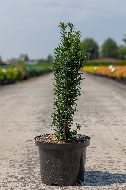 taxus