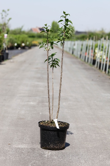 syringa