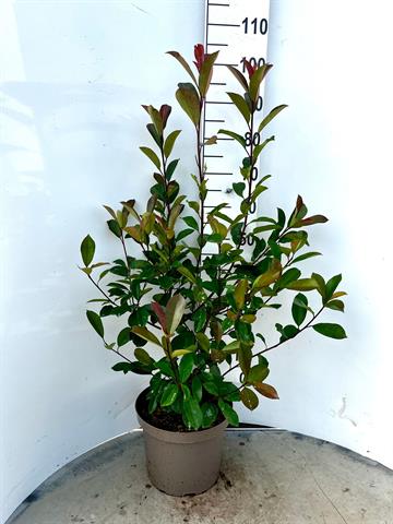 photinia
