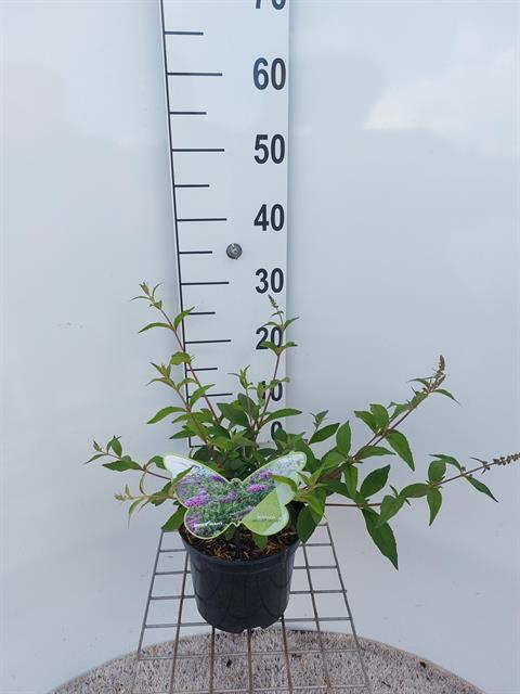 buddleja