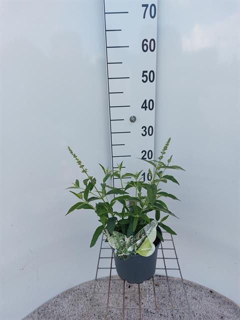 buddleja