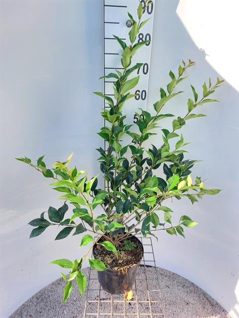 Ligustrum