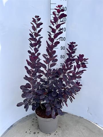 Cotinus