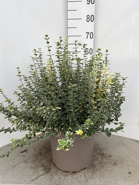 euonymus