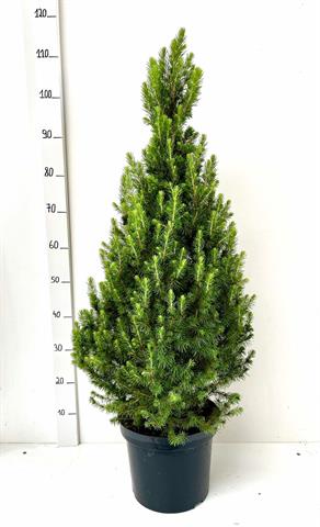 picea
