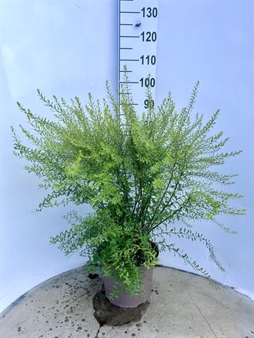 Spiraea