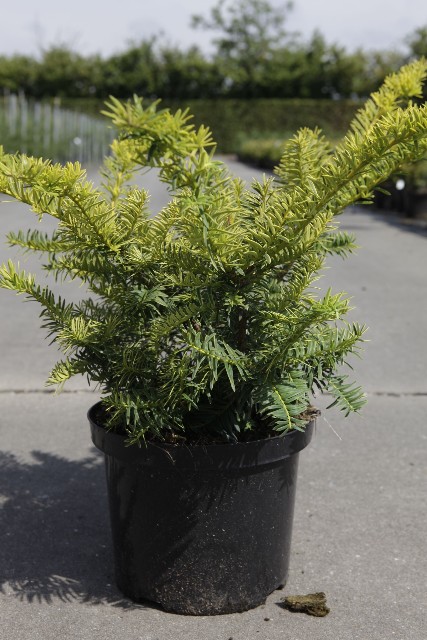 taxus