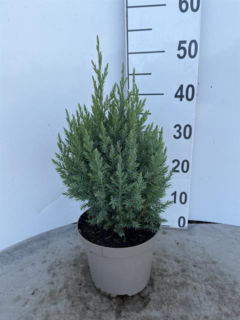 juniperus