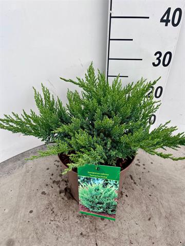 juniperus