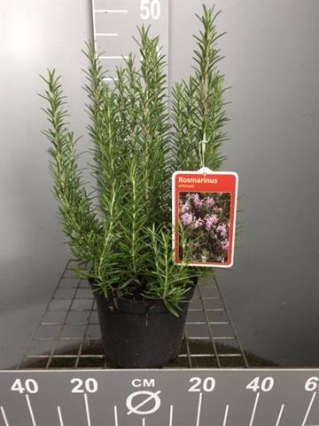 Romarin - rosmarinus