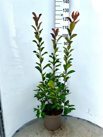 photinia